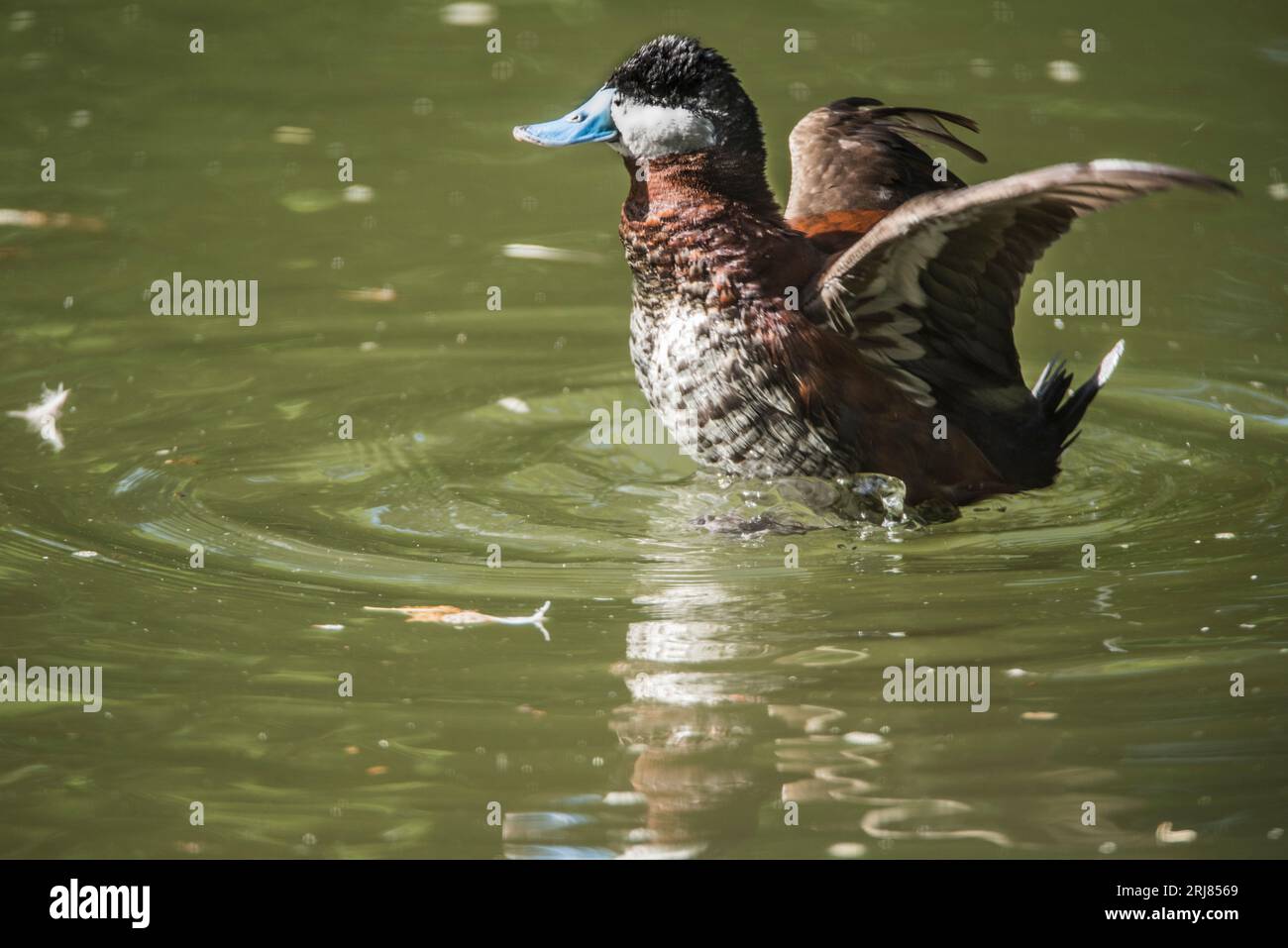 Drake Ruddy Duck Watching drake swimming on lake hi-res stock photography and images - Alamy