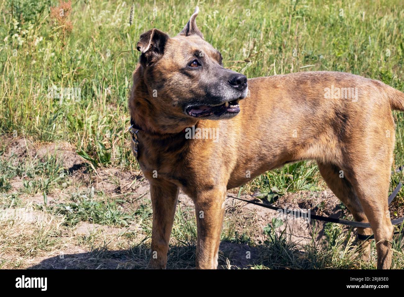 Staffordshire Terrier dog walking in the woods close up Stock Photo