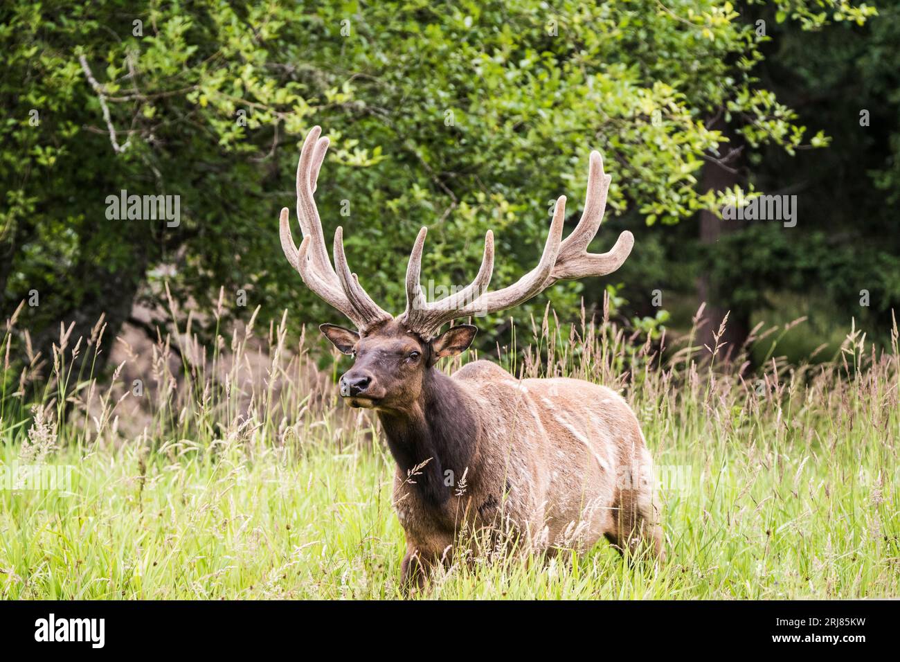 The Roosevelt elk (Cervus canadensis roosevelti), also known commonly as the Olympic elk and Roosevelt's wapiti, is the largest of the four surviving Stock Photo