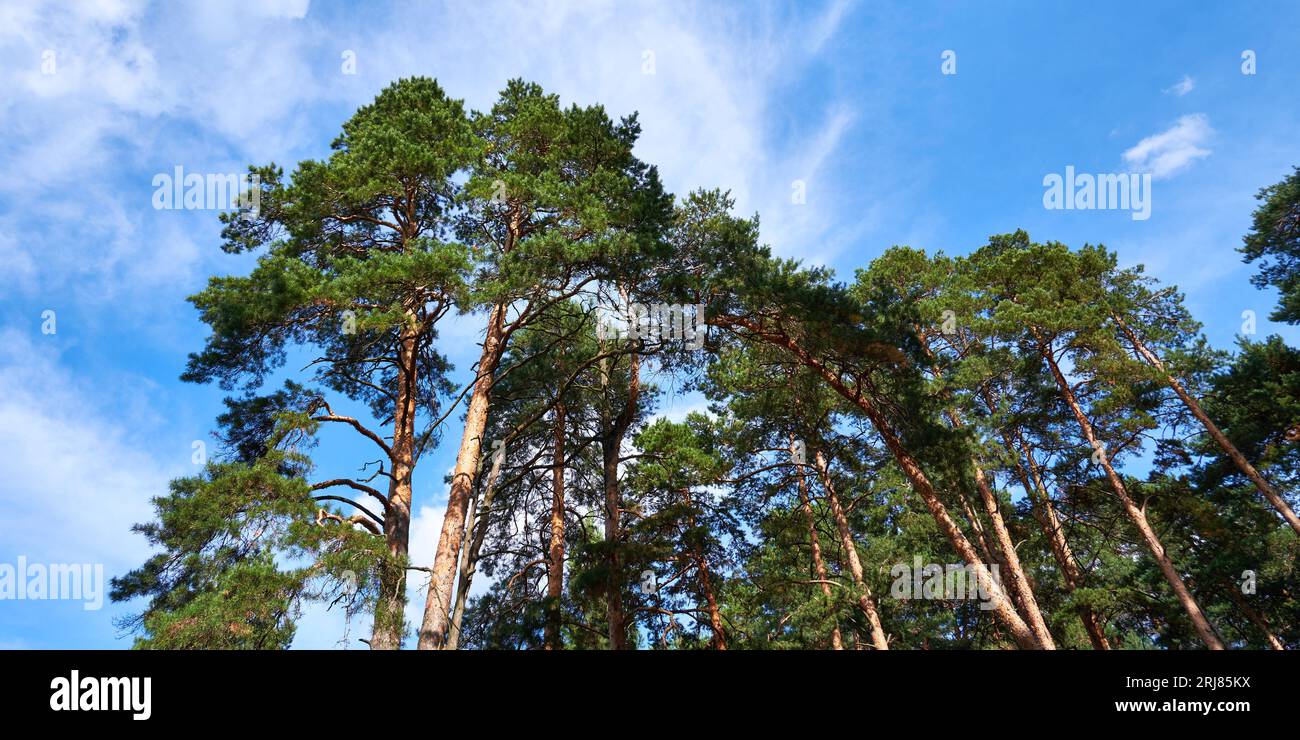 Tall pine trees against a blue sky with white clouds Stock Photo