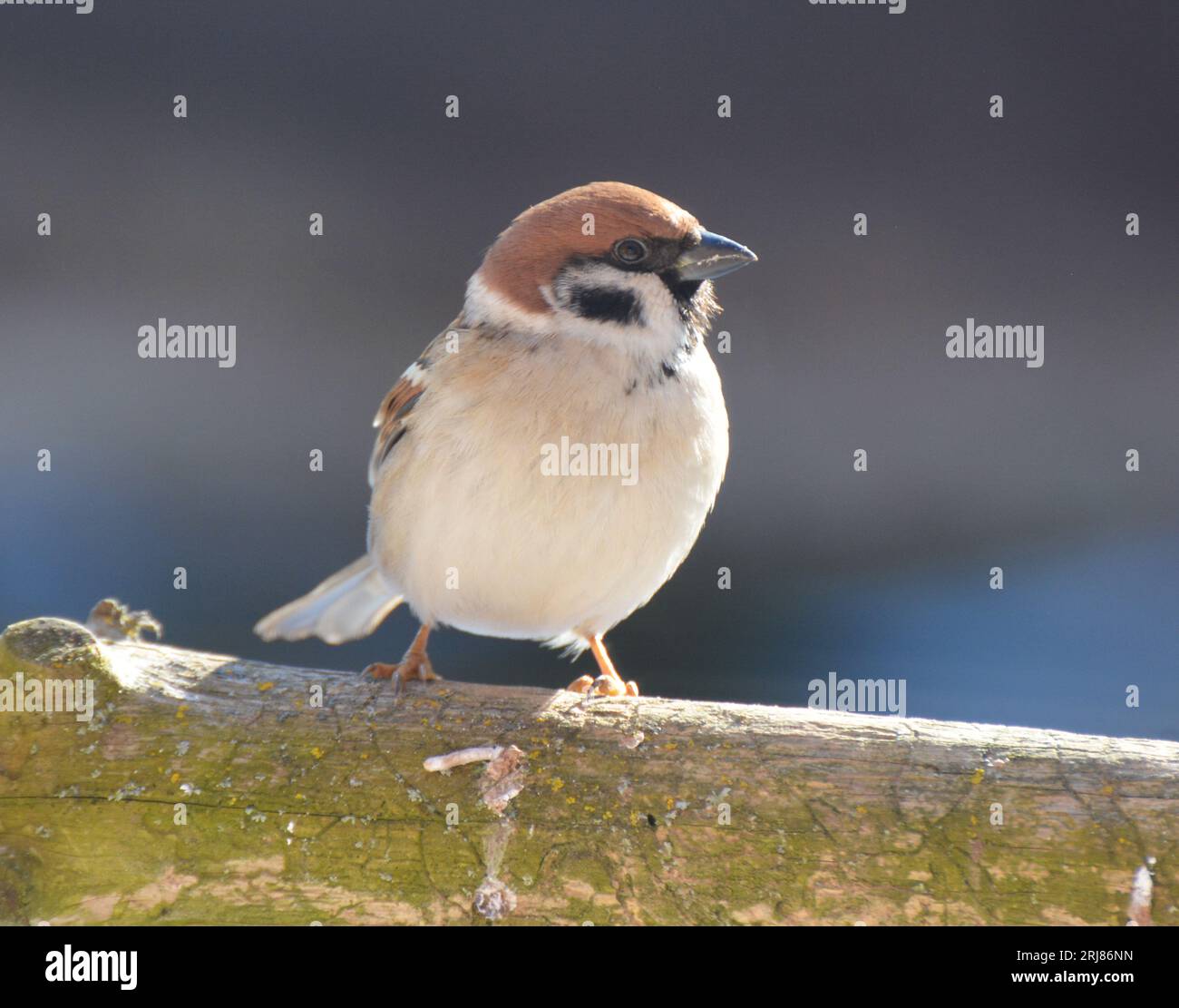 Sparrows on a tree hi-res stock photography and images - Alamy