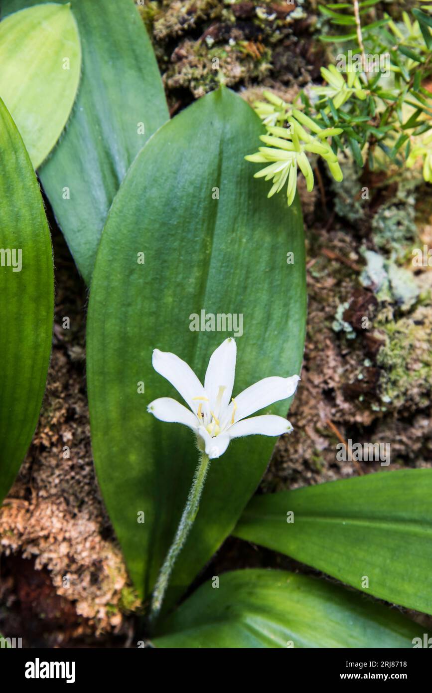 Queens Cup is a beautiful western woodland wildflower in the lily family. It has a single white flower and can carpet the forest floor. Washington, US Stock Photo