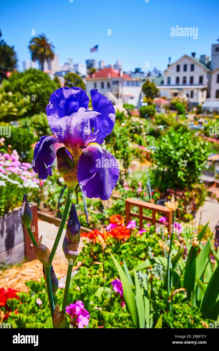 Pretty purple flower with bluish petals macro and wide view of blurry flower garden in background Stock Photo