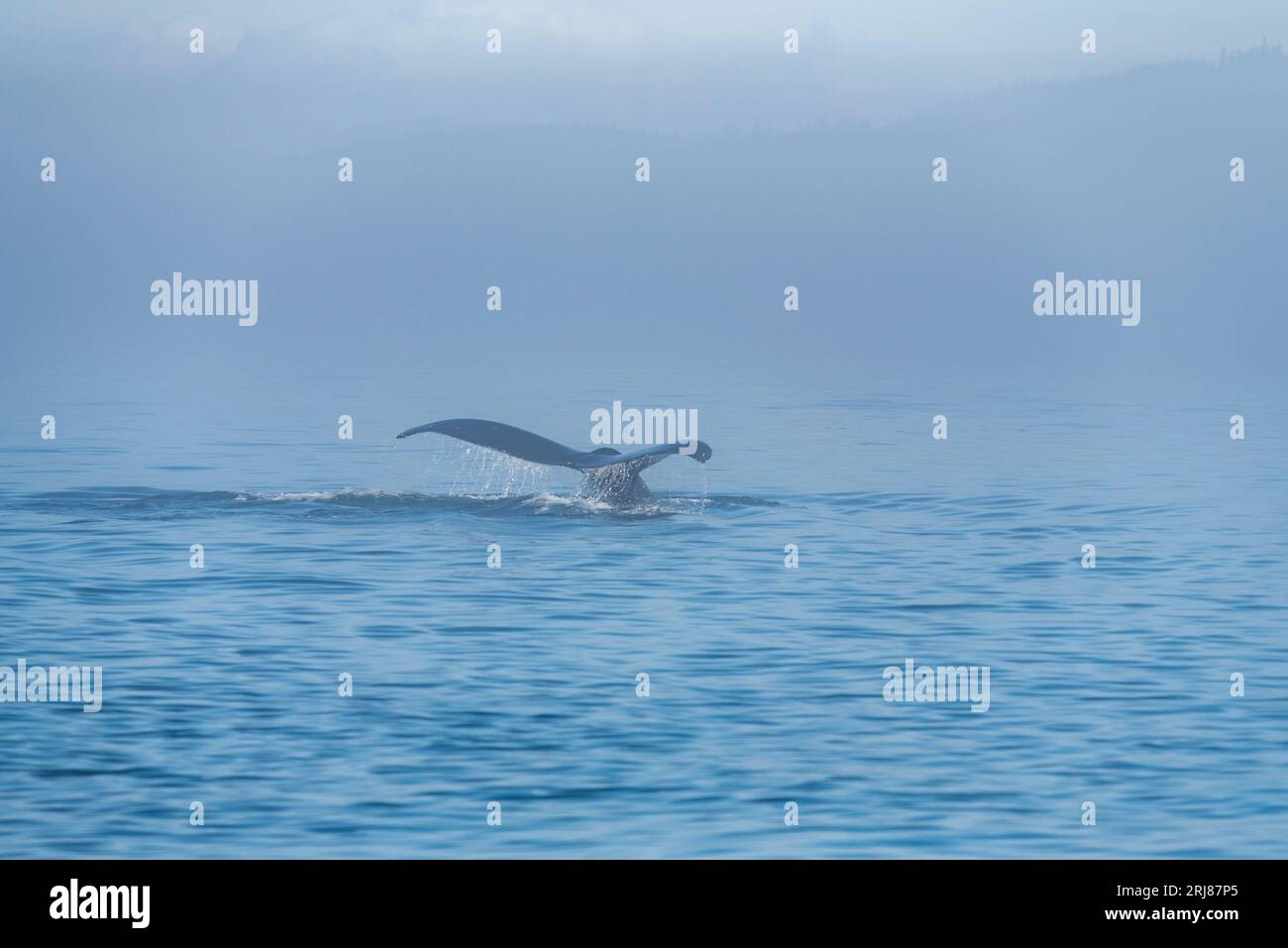 Humpback whale (Megaptera novaeangliae) tail in the mist, Telegraph Cove, Vancouver Island, Canada. Stock Photo