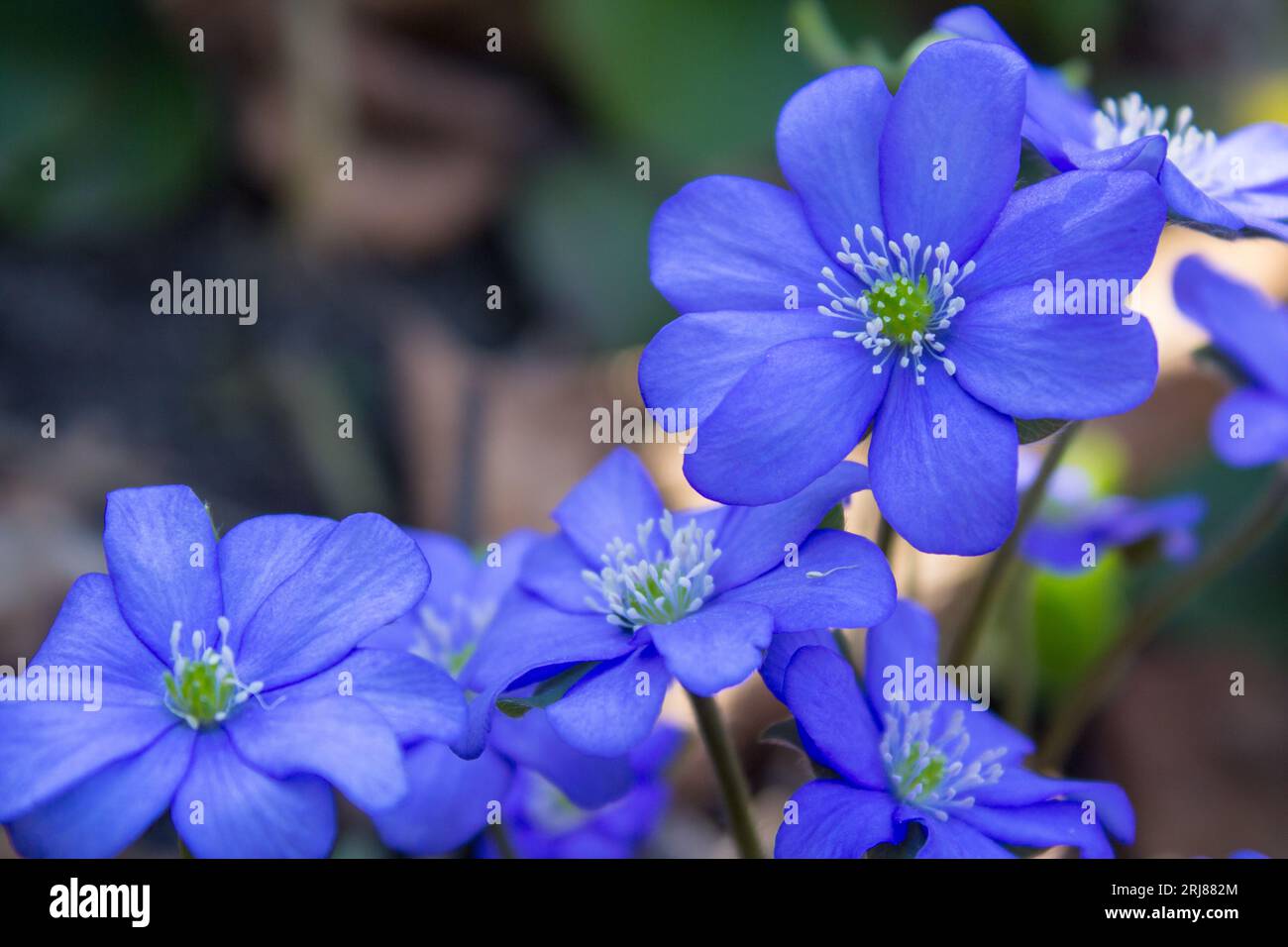 beautiful blue spring flowers in the woods grow Stock Photo - Alamy