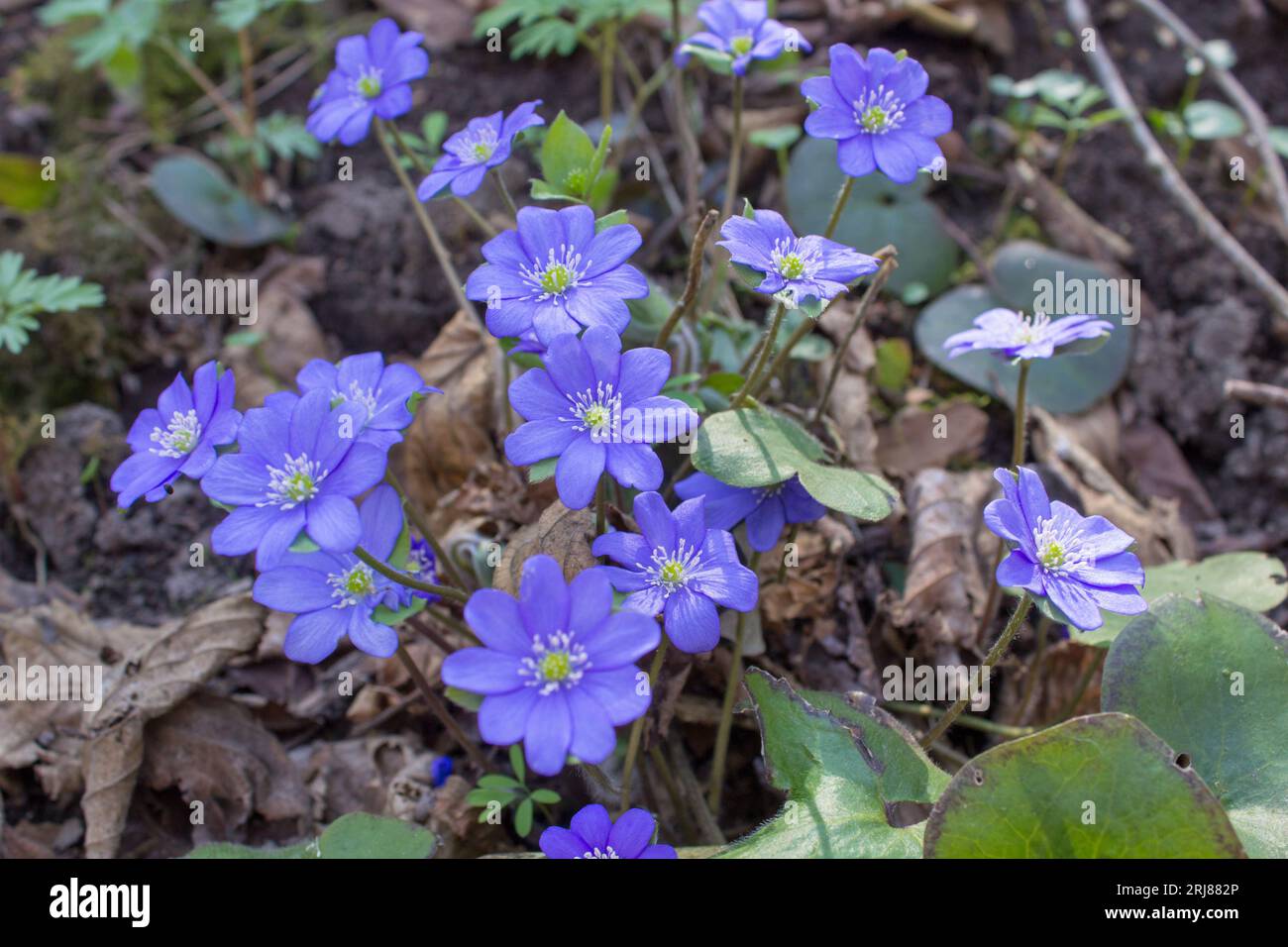 the first purple flowers bloom in the forest in spring Stock Photo