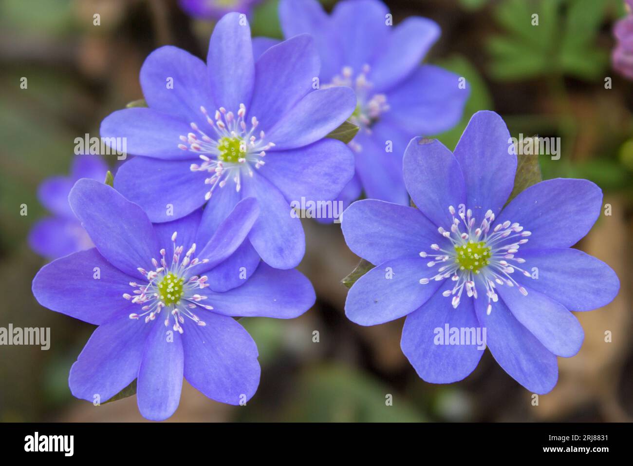 Three blue spring flowers in the woods grow, Hepatica nobilis Stock ...