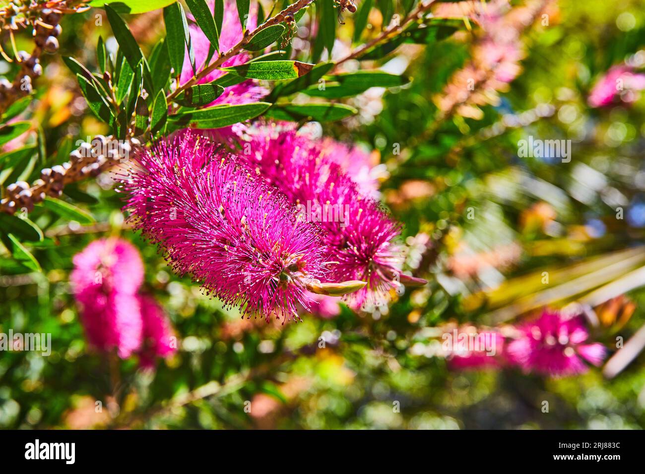 Bright purple or magenta flowers in shape of bristle brush close up with blurred green background Stock Photo