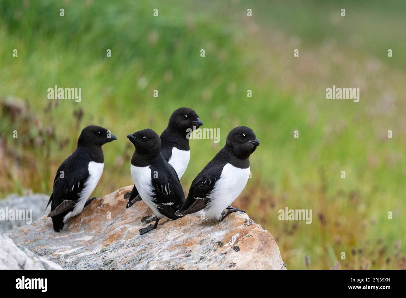 Northwestern Greenland, Thule Bay. Little auk nesting colony. AKA dovekie (Alle alle) Adult little auk with full gular pouch, carrying food. Stock Photo