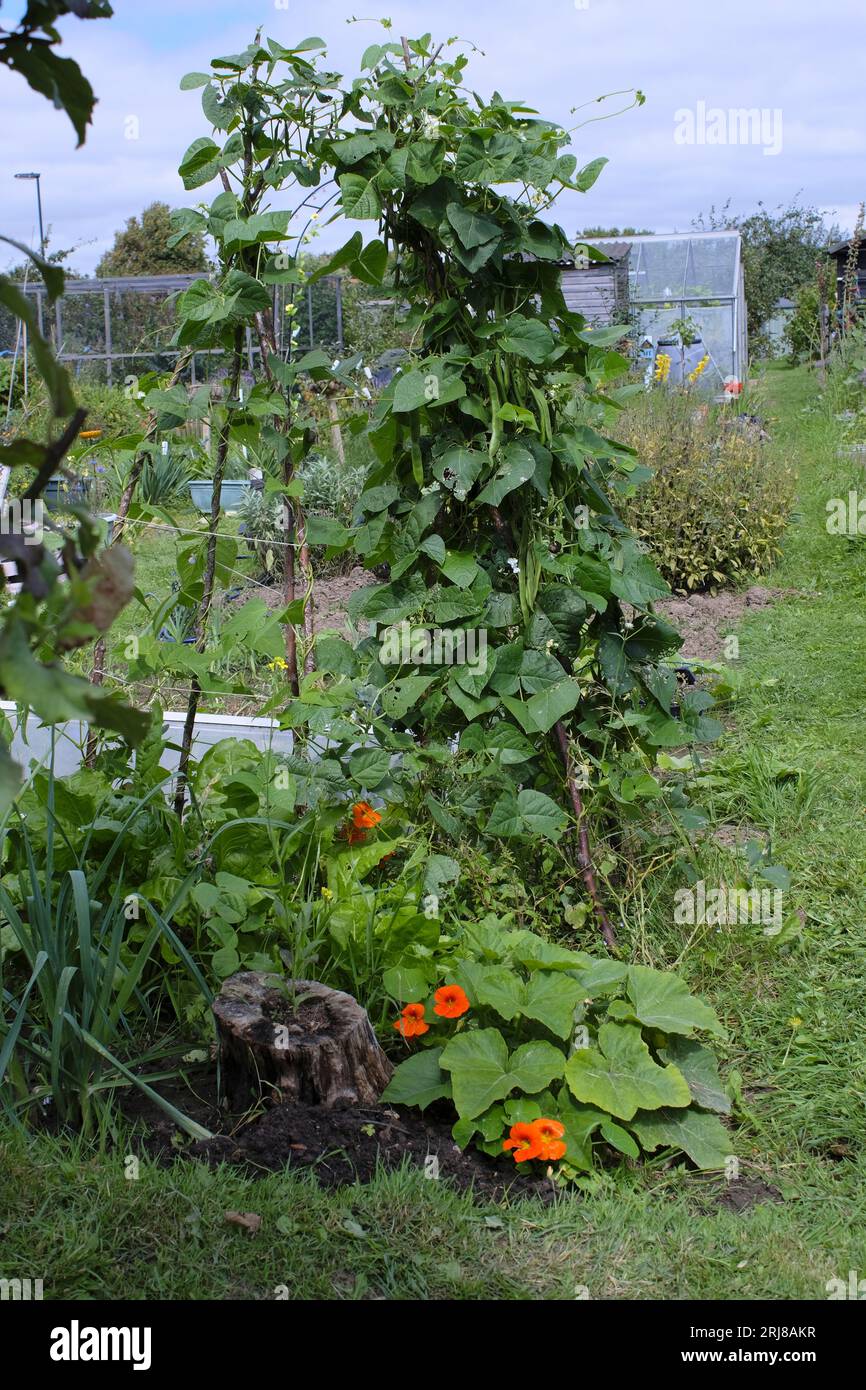 Wigwam supporting Runner Bean plant in late summer on British allotment Stock Photo