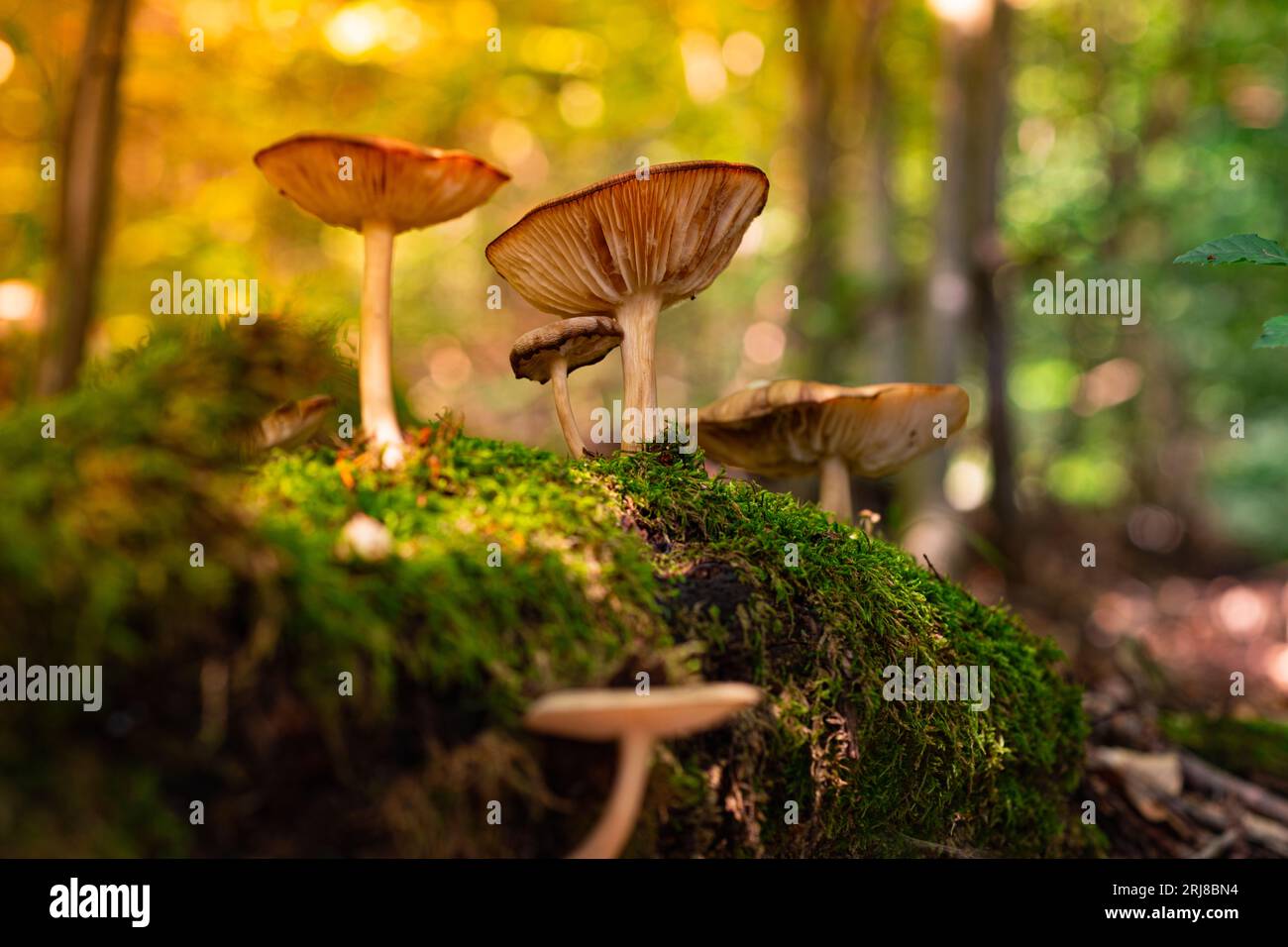 Beautiful lamellar mushrooms grow on a rotten fallen tree overgrown with moss in the forest. Beautiful photo of wild mushrooms. The nature of Germany, Stock Photo