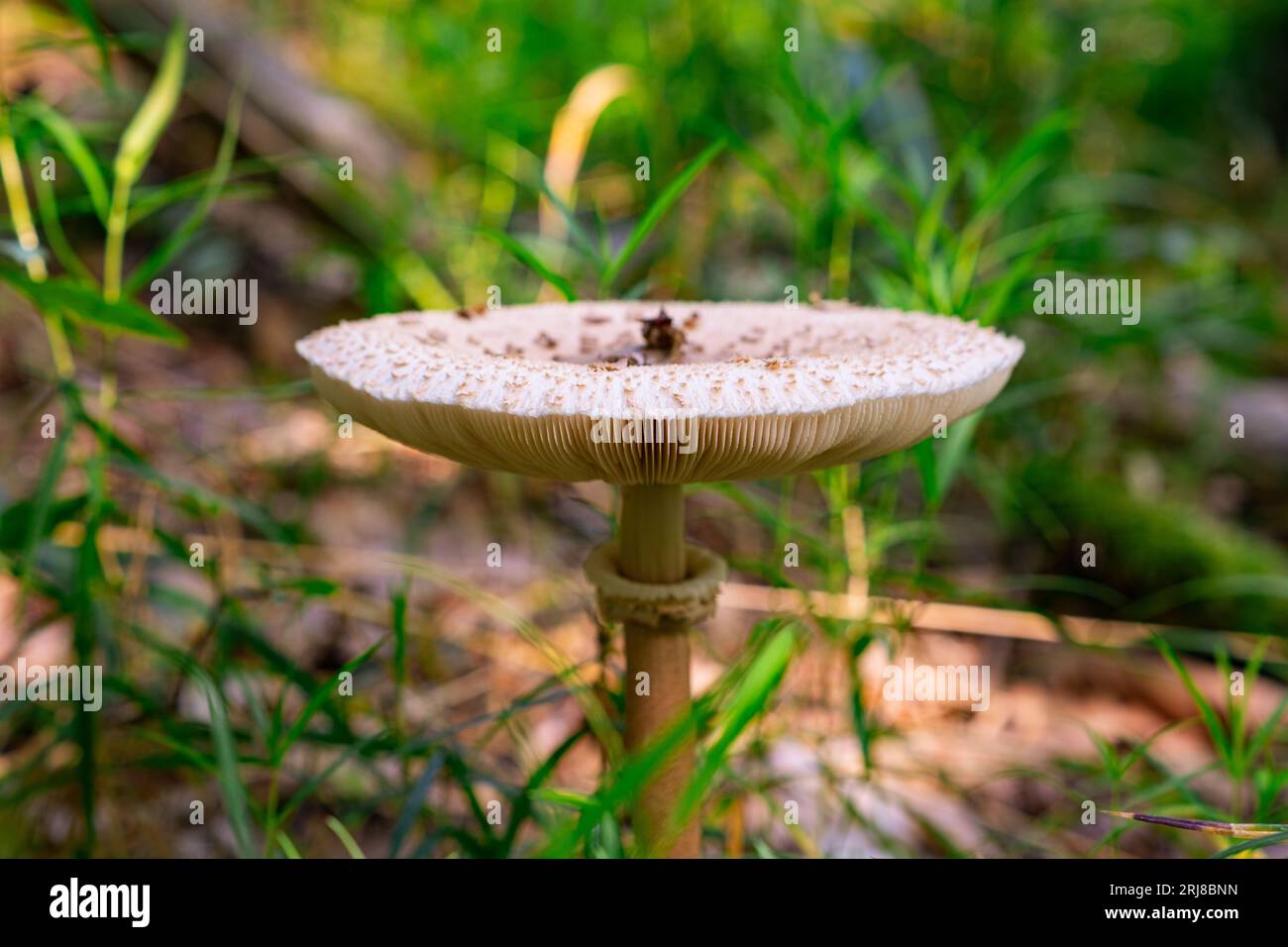 Beautiful lamellar mushroom Umbrella grow on a rotten fallen tree overgrown with moss in the forest. Beautiful photo of wild mushroom Macrolepiota pro Stock Photo