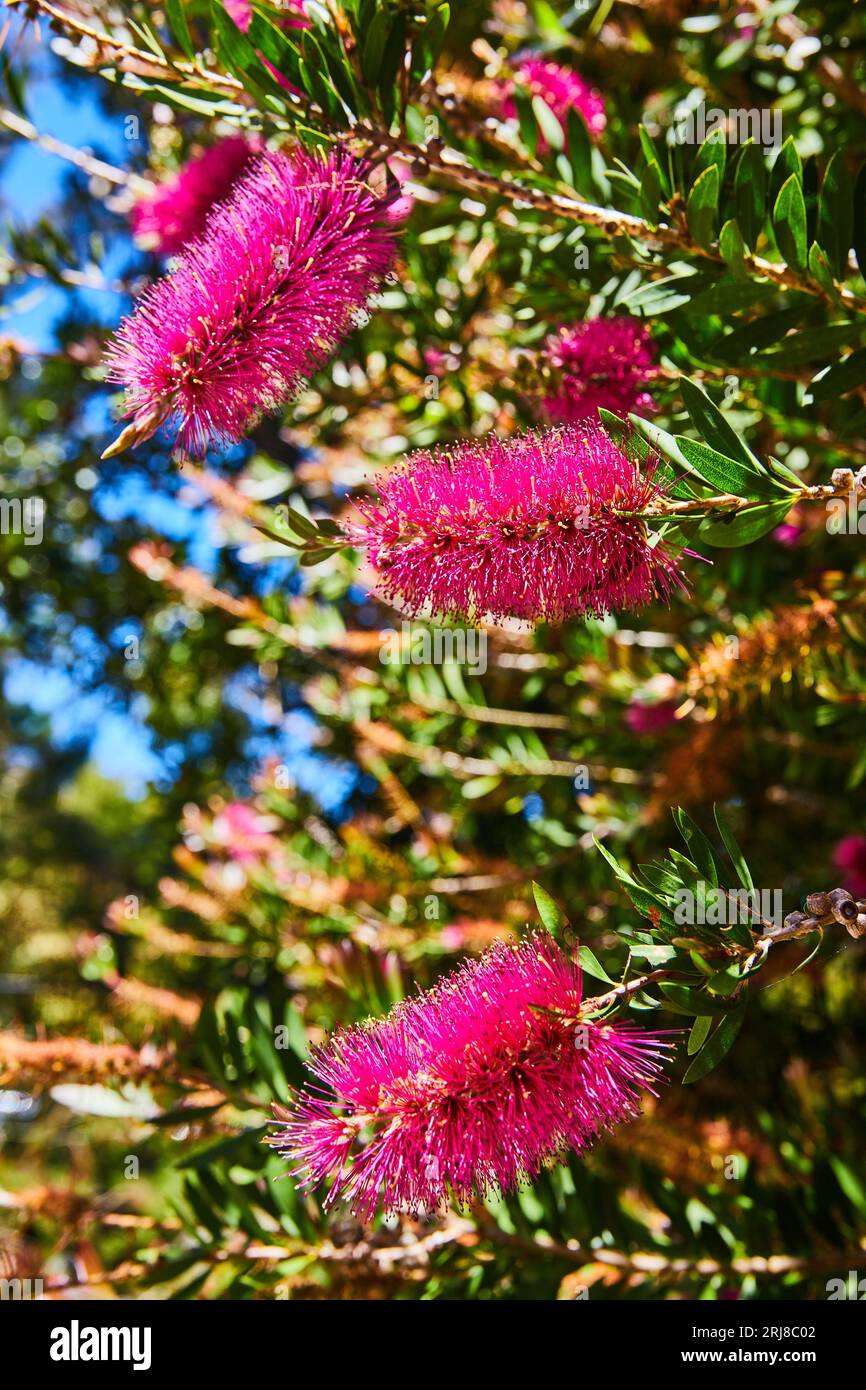 Gorgeous magenta flowers blooming on bright summer day with brilliant blue sky in background Stock Photo