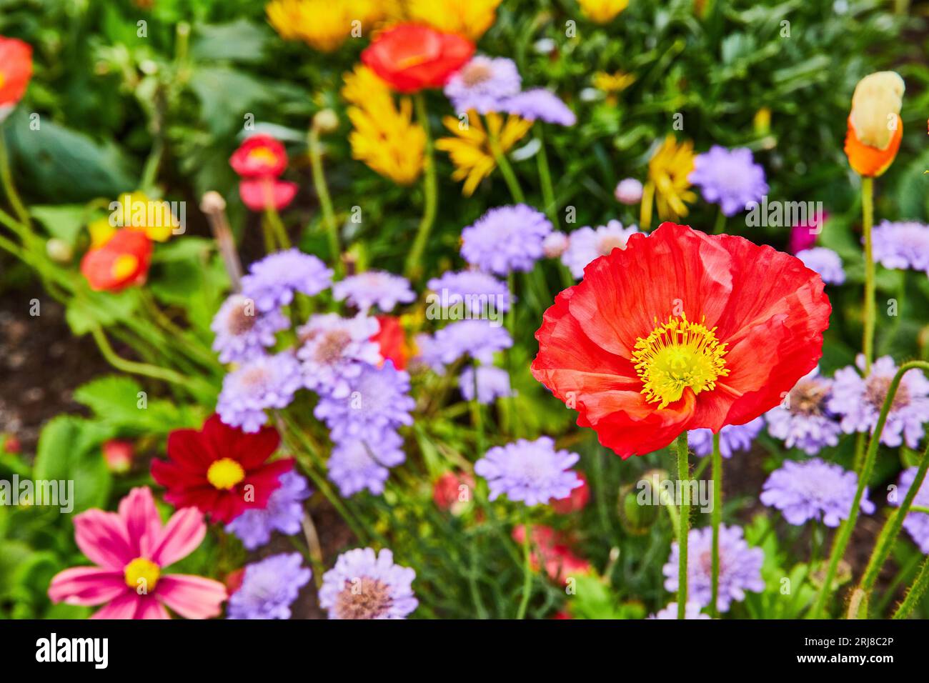 Macro of red flower with yellow center in close up of field of flowers Stock Photo