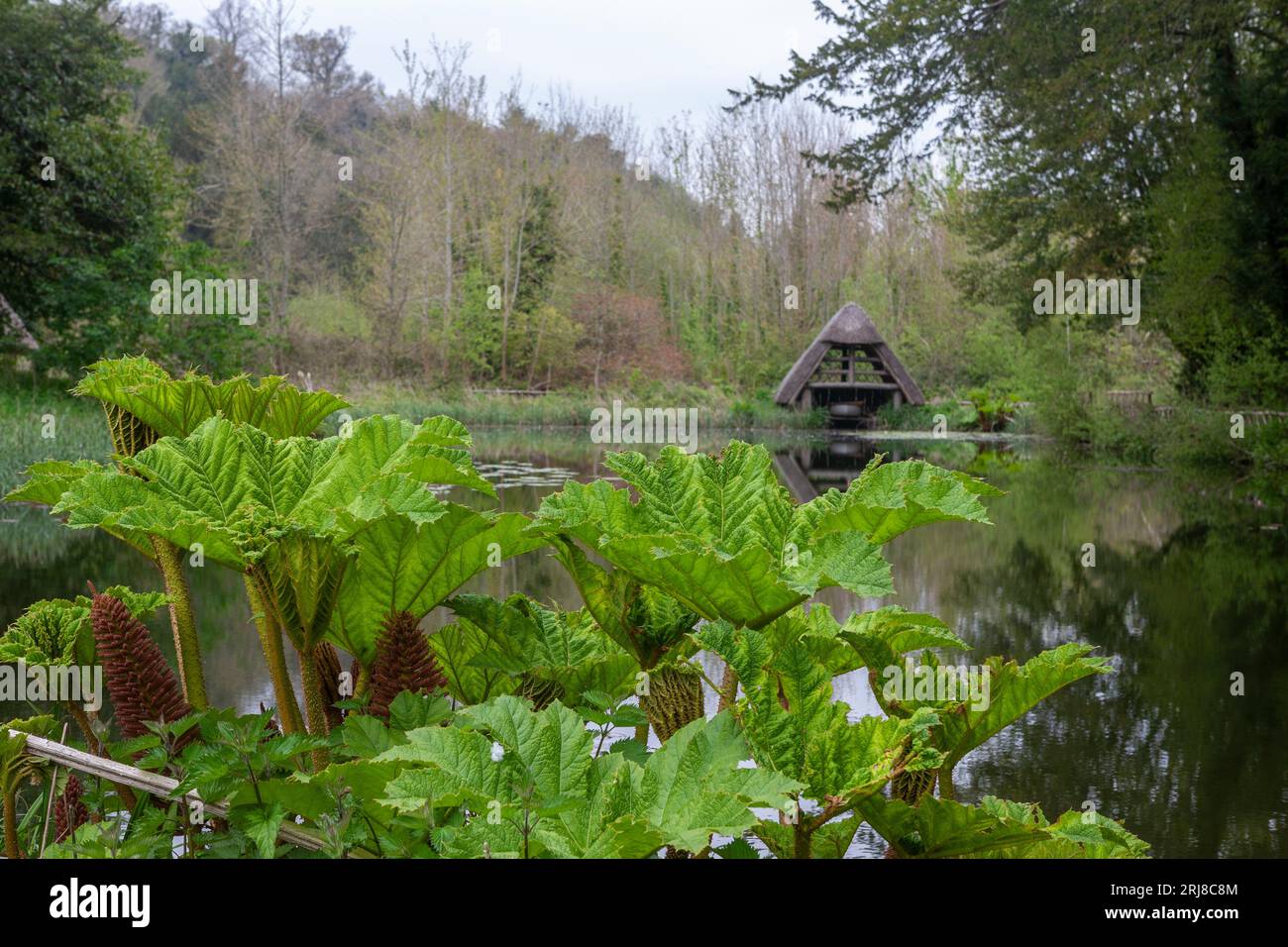 Medieval "Stew Pond", or fish pond, now reconstituted as a Water Garden, Arundel Castle grounds