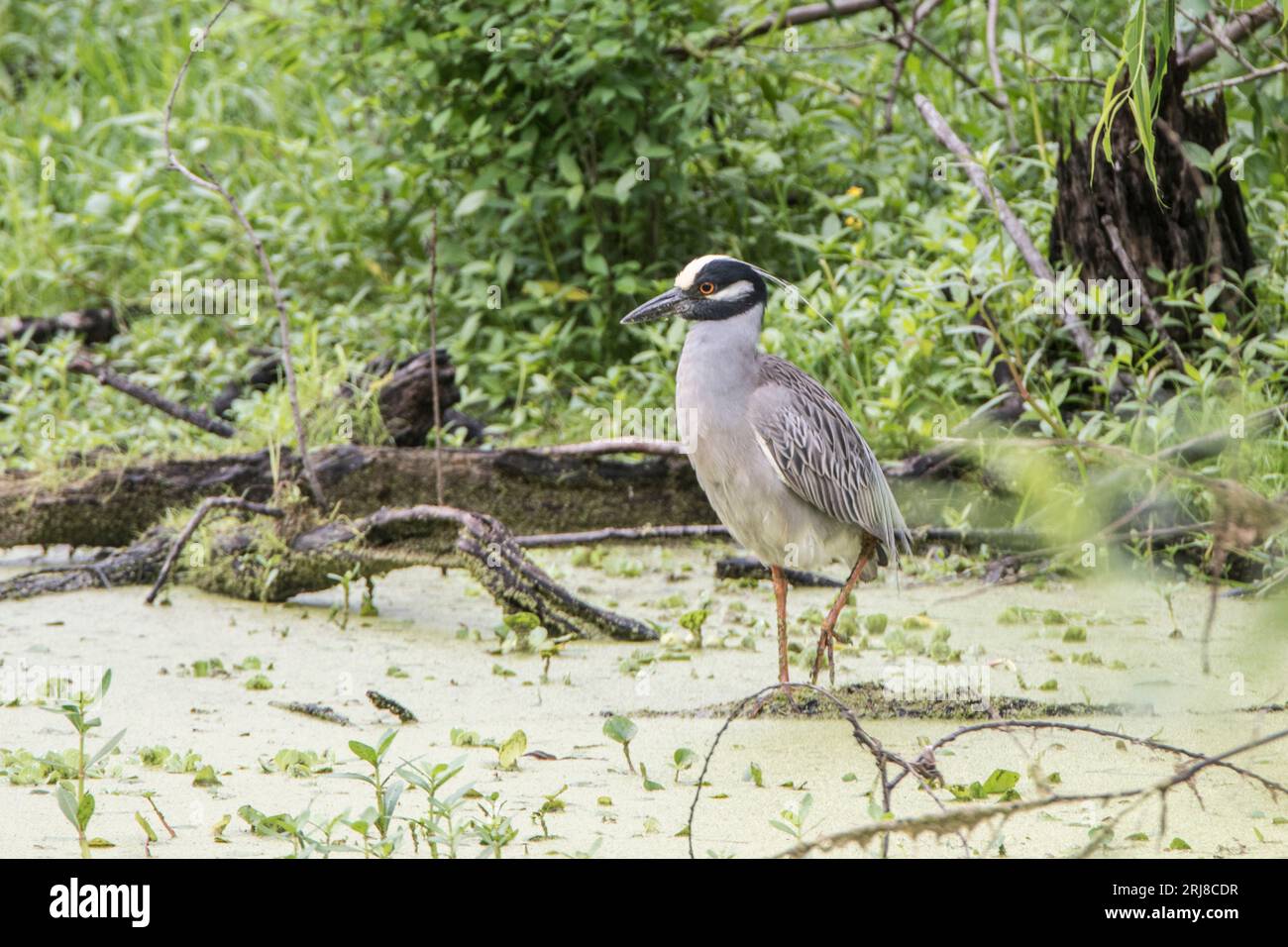 An adult yellow-crowned night heron stalks prey in a wetland at Brazos Bend State Park, Needville, Texas, USA Stock Photo
