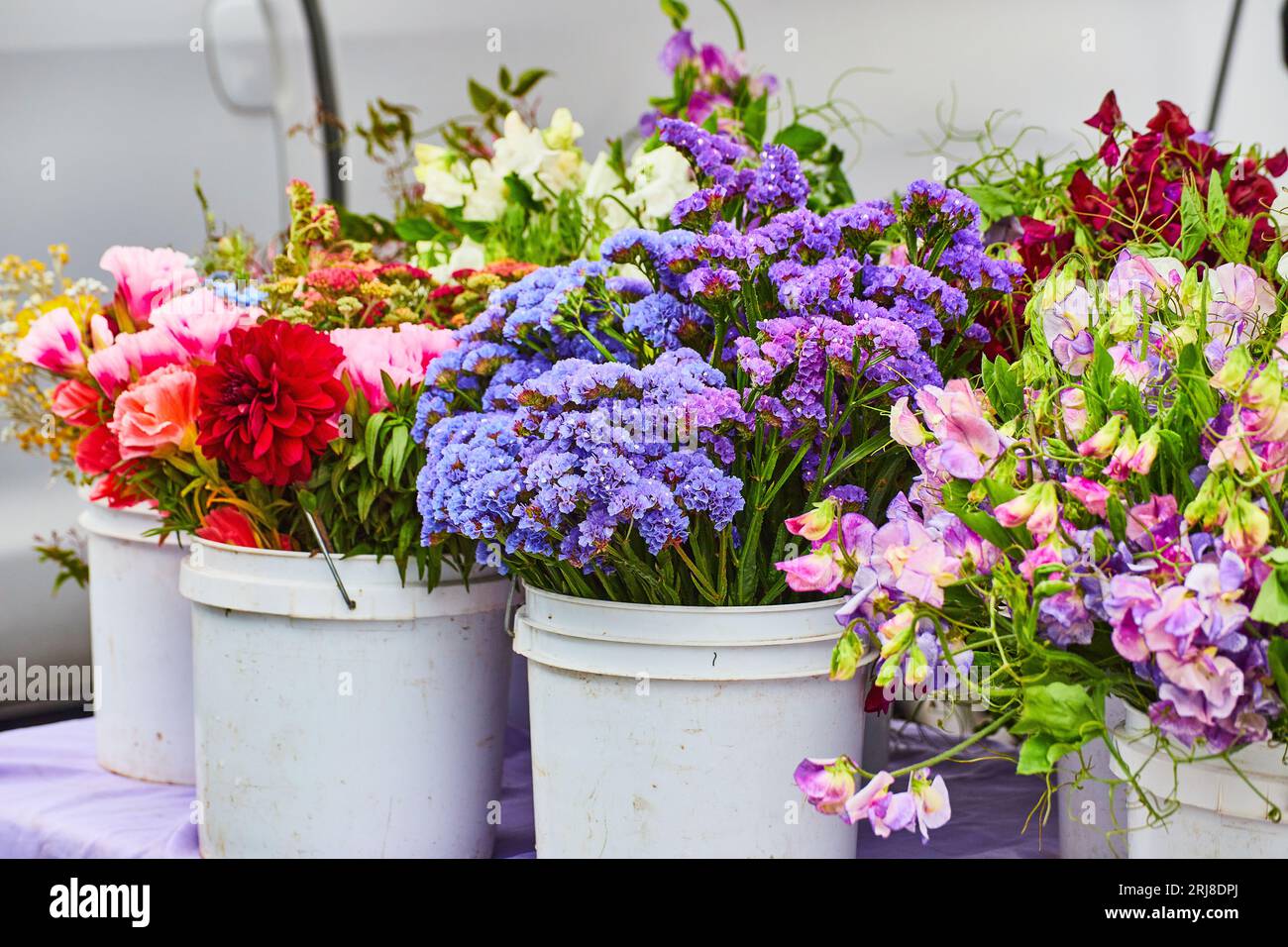 Gorgeous flowers in large white buckets ready for sale Stock Photo - Alamy