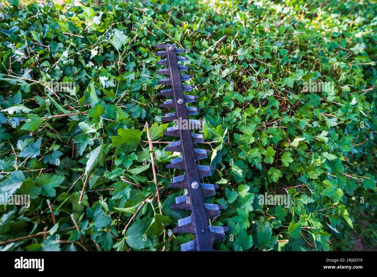 Hedge shear knife. Trimming the garden hedge. Cutting bushes with an
