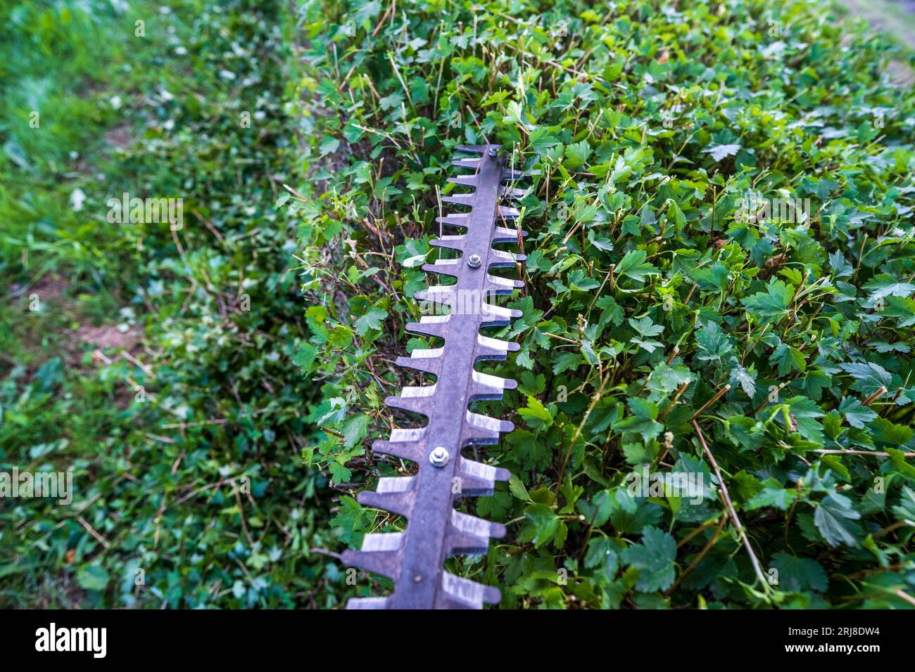 Hedge shear knife. Trimming the garden hedge. Cutting bushes with an