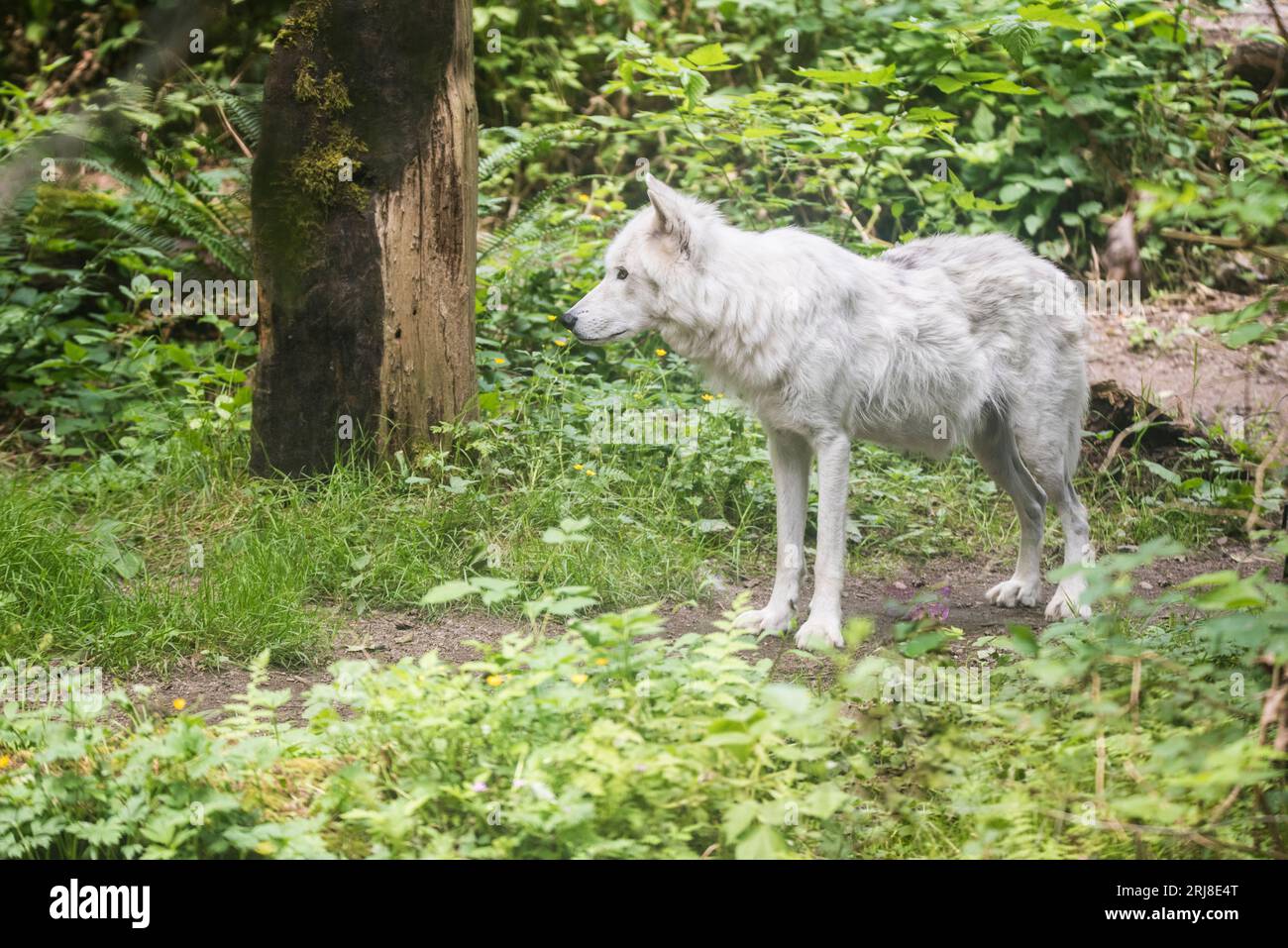 A captive white wolf standing/walking in a large enclosure, habitat included, northwest trek, graham, washington, usa Stock Photo