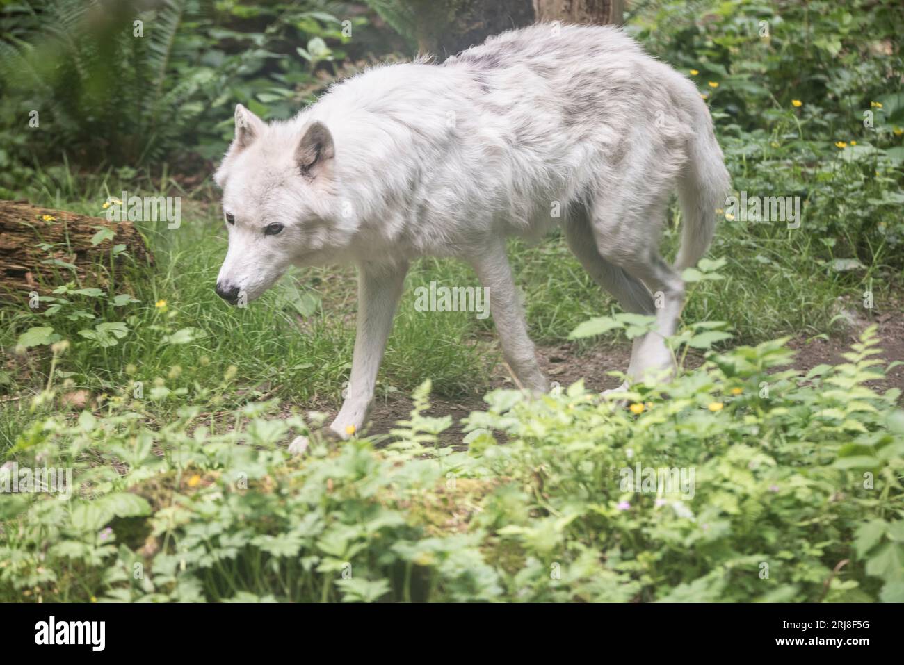 A captive white wolf standing/walking in a large enclosure, habitat included, northwest trek, graham, washington, usa Stock Photo