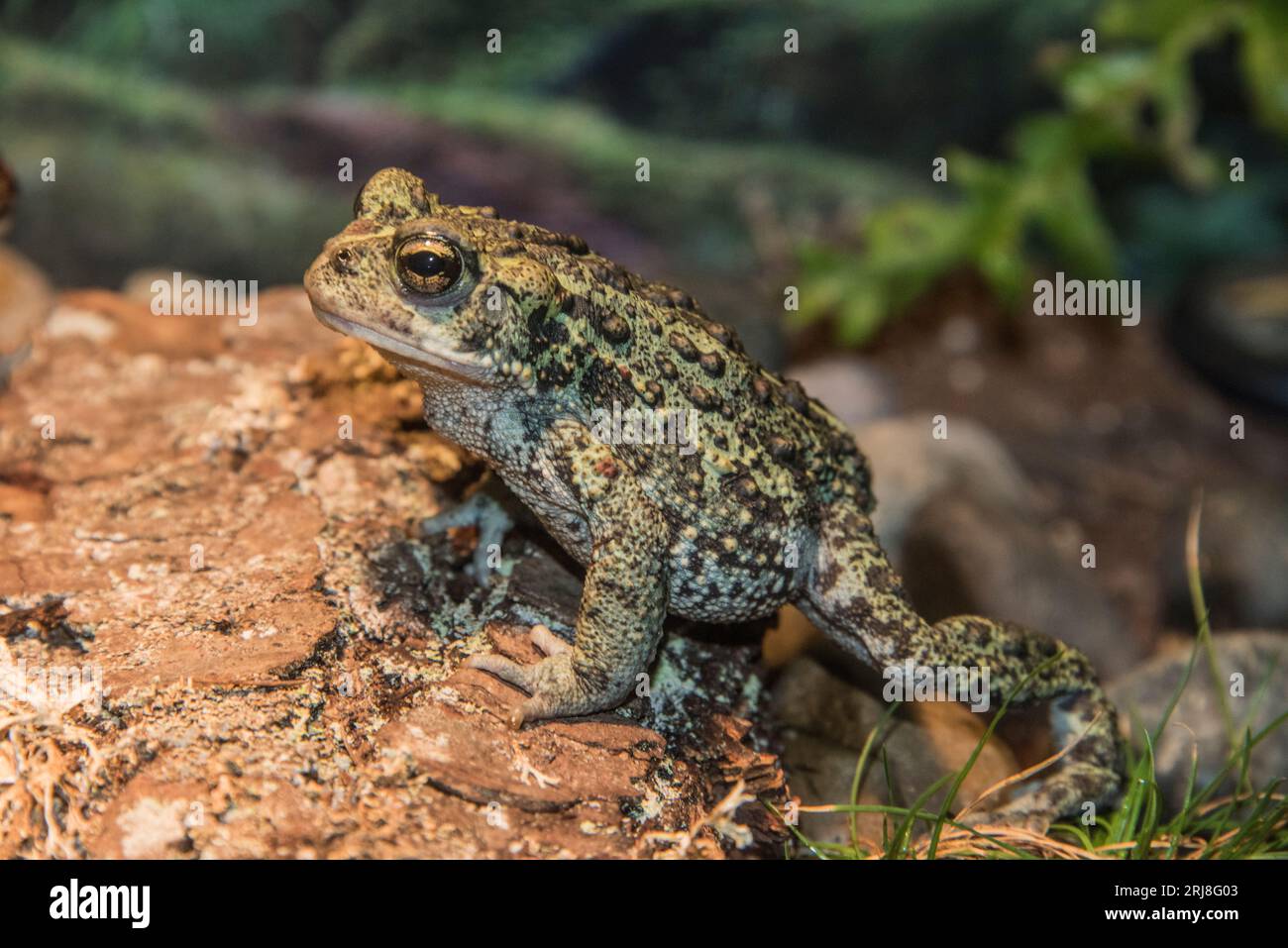 The western toad (Anaxyrus boreas) is a large toad species, between 5.6 ...