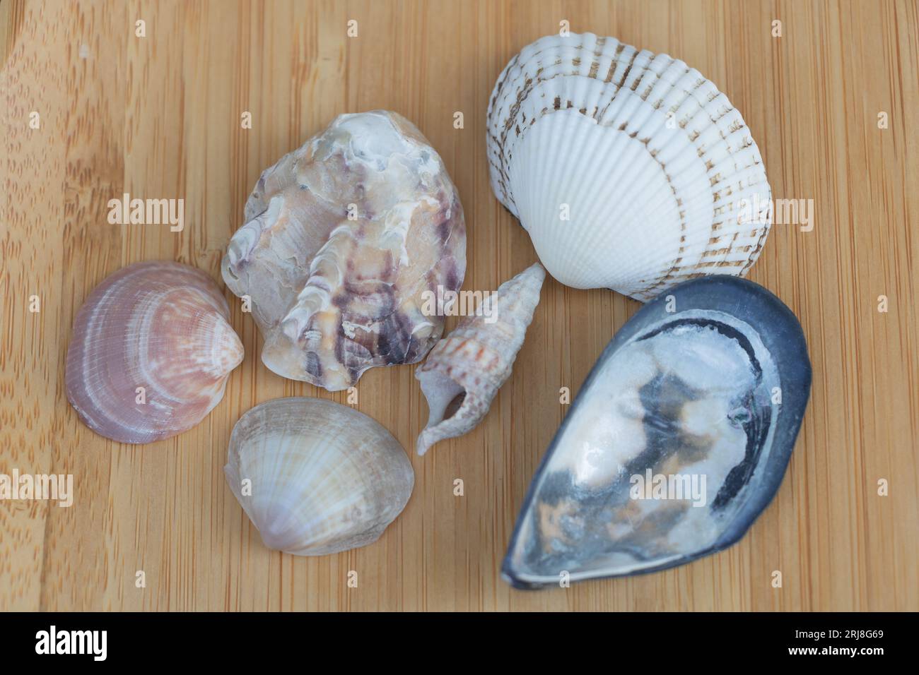 Seashells collection. Summer nautical composition of sea shells. Stock  Photo by zhenny-zhenny