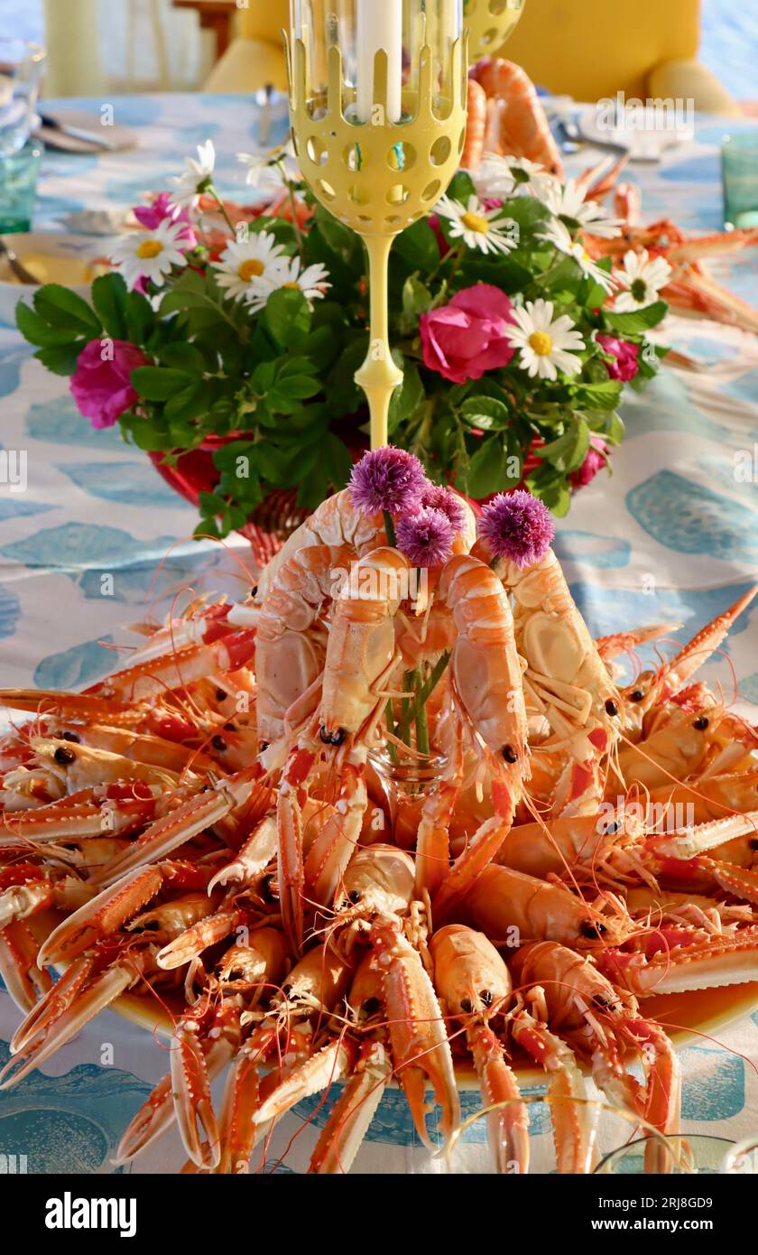 Cooked langoustines, Nephrops norvegicus, also called Norway lobsters (havskräfta in Swedish) ready to eat centerpiece on dinner table in Sweden. Stock Photo