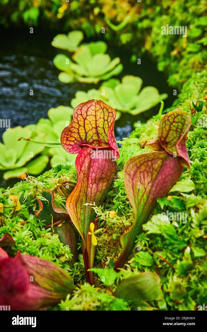 Carnivorous pitcher plants hi-res stock photography and images - Alamy