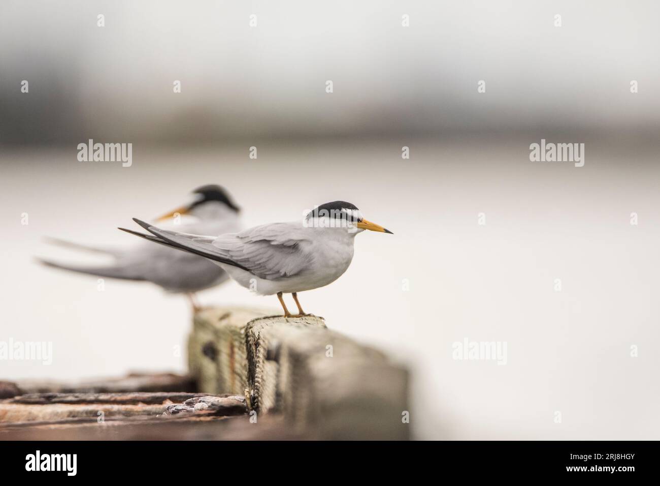 The least tern (Sternula antillarum) is a species of tern that breeds in North America and locally in northern South America. It is closely related to Stock Photo