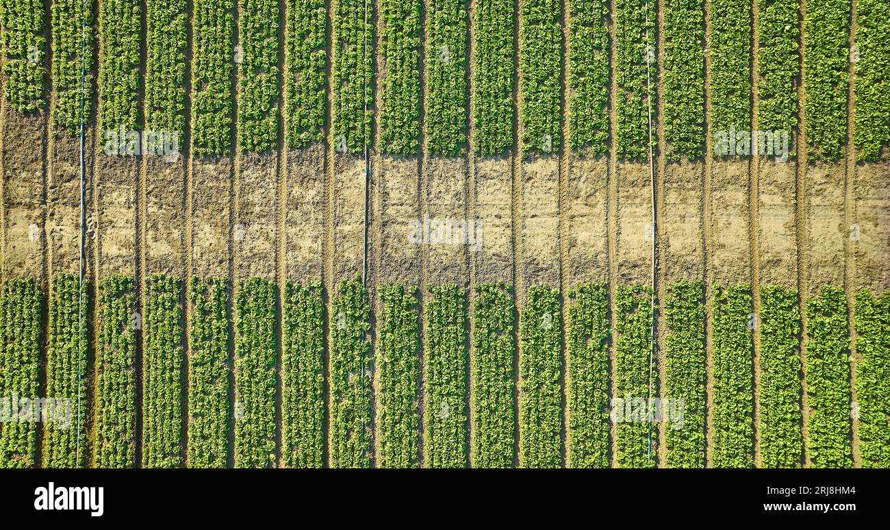 Overhead aerial of strawberry plants in several long vertical rows with ...