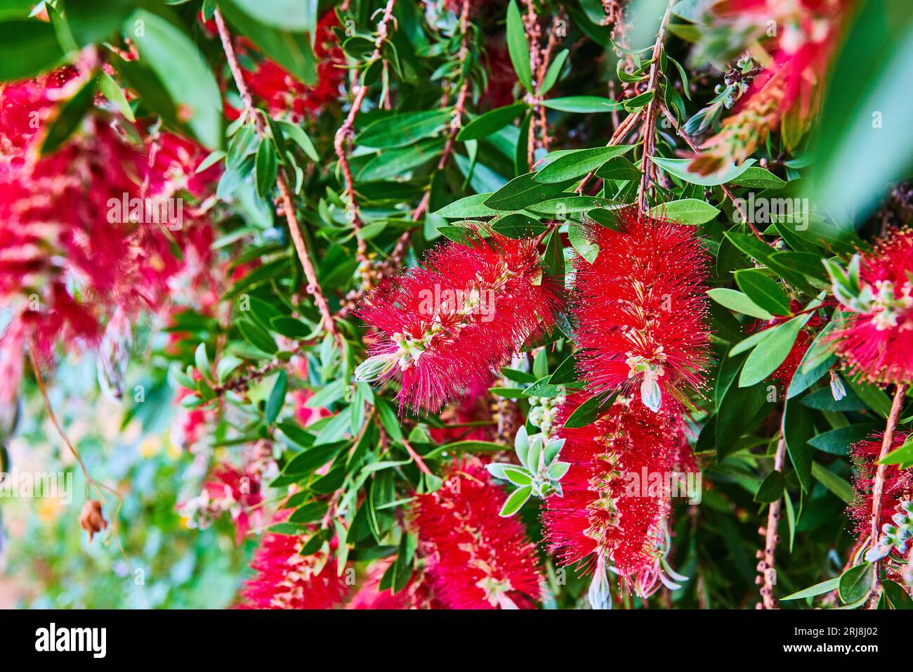 Weeping bottlebrush tree with flowering red bristles Stock Photo Alamy