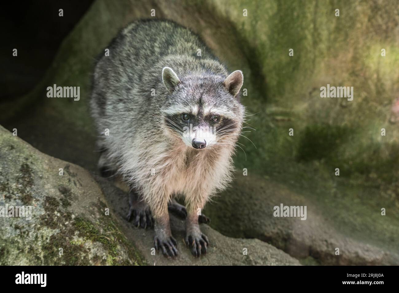 Adult raccoon hi-res stock photography and images - Alamy