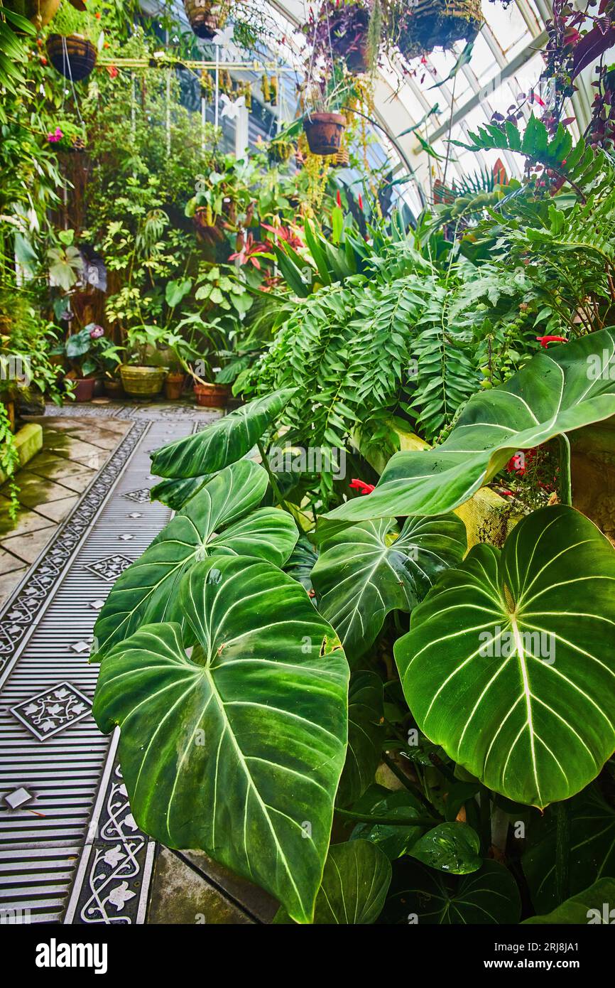 umbrella tree indoor plant Schefflera Arboricola