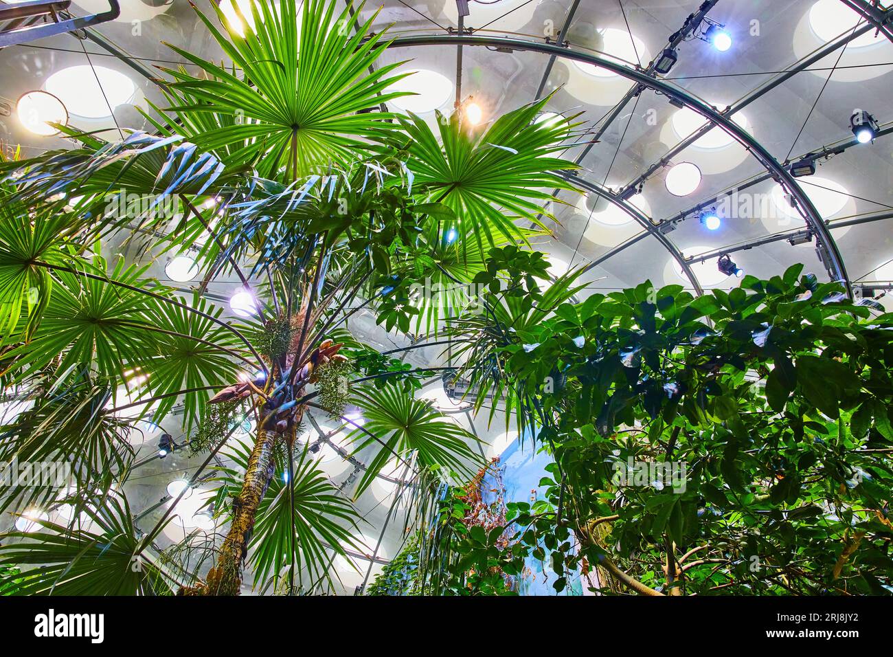 Upward view of canopy of tropical rainforest biome trees and plant life