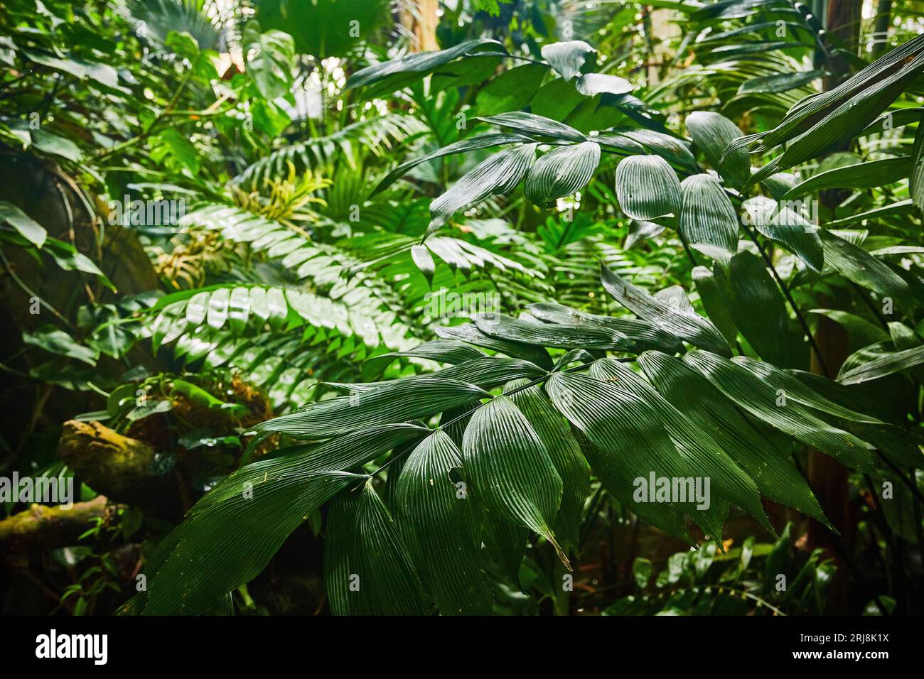 Green leafy plant wall hi-res stock photography and images - Alamy