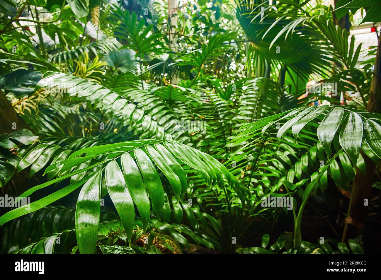 Close up tropical jungle leaves hi-res stock photography and images - Alamy
