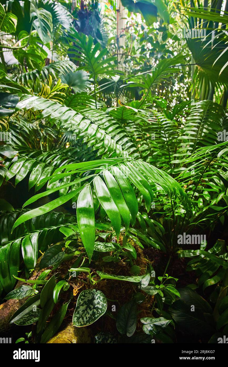 10 Incredible Plants With Leafy Fronds Wallpapers — HD Free