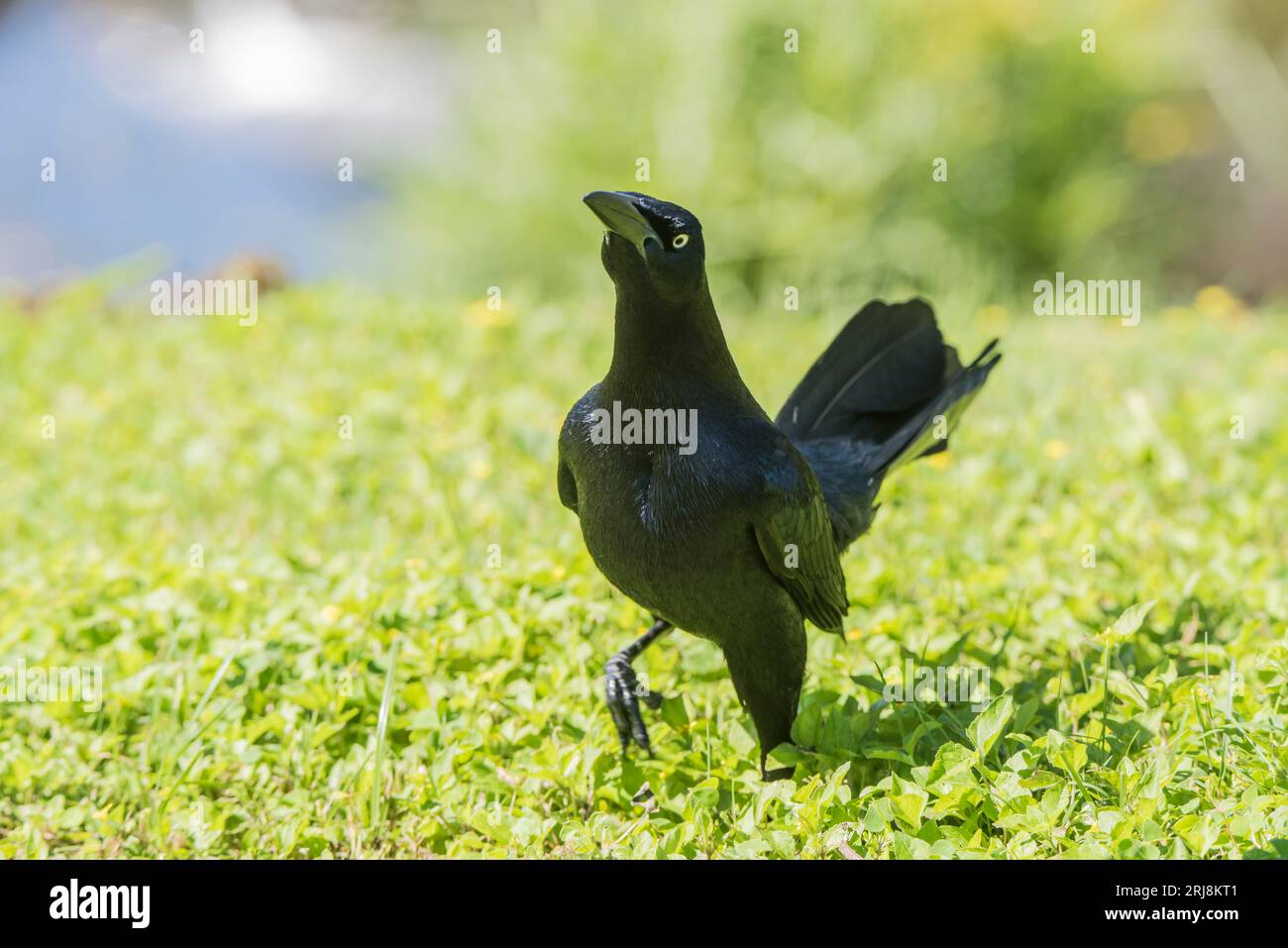 A Male Great-tailed Grackle displays with attitude on a lawn on South Padre Island, Texas, USA Stock Photo