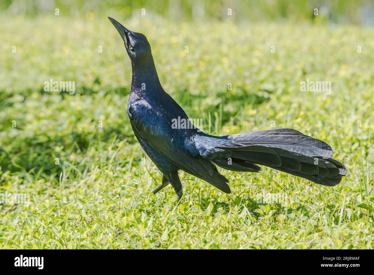 A male Great-tailed Grackle displays on grass on South Padre Island, Texas, USA Stock Photo