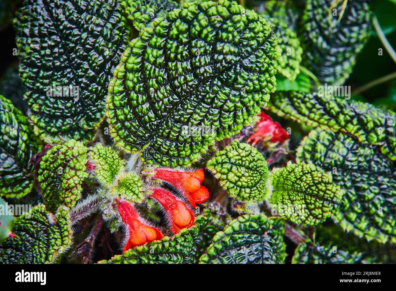 Spikes on bubbling dark green leaves rimmed in lime green with red bristly flowers Stock Photo