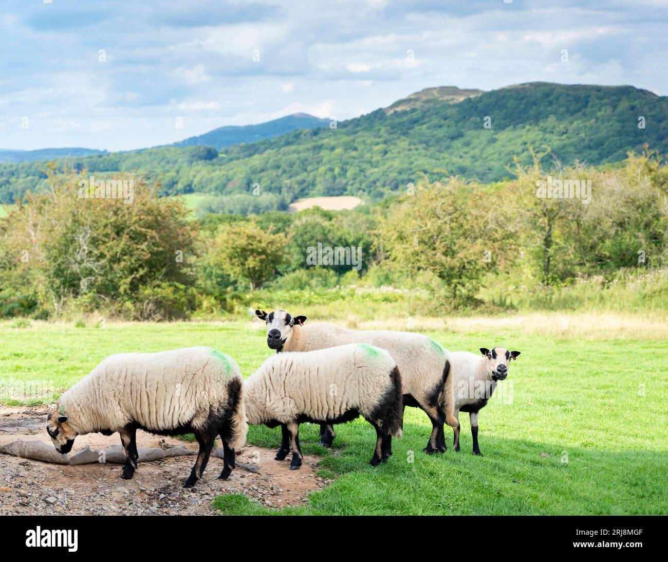 Mavverns hi-res stock photography and images - Alamy