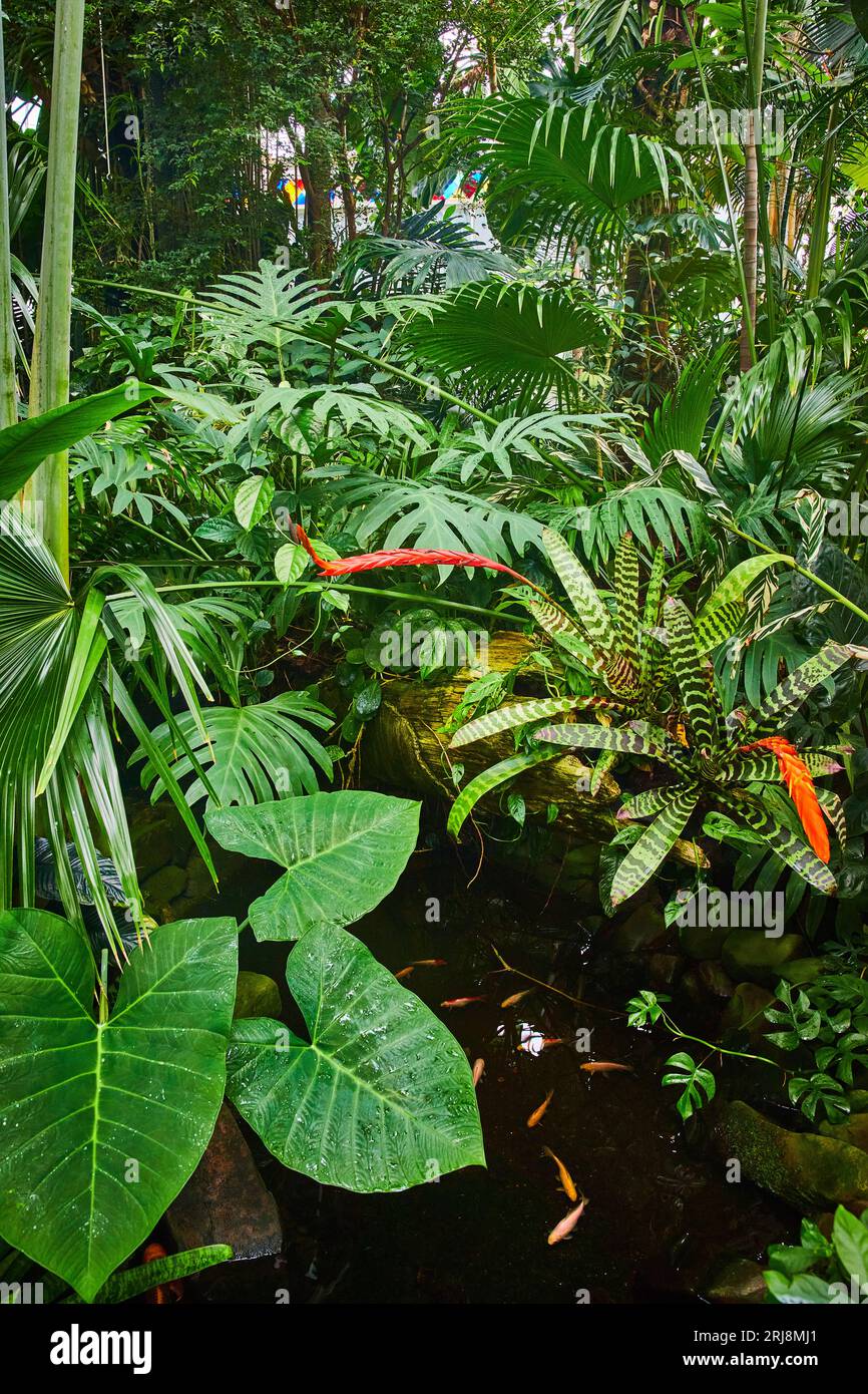 Tropical jungle scenery with coy fish in small pool of water Stock