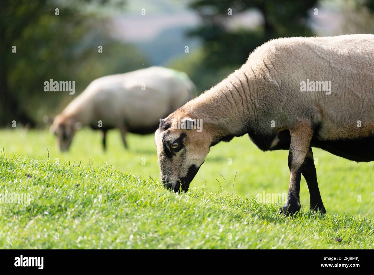 Mavverns hi-res stock photography and images - Alamy