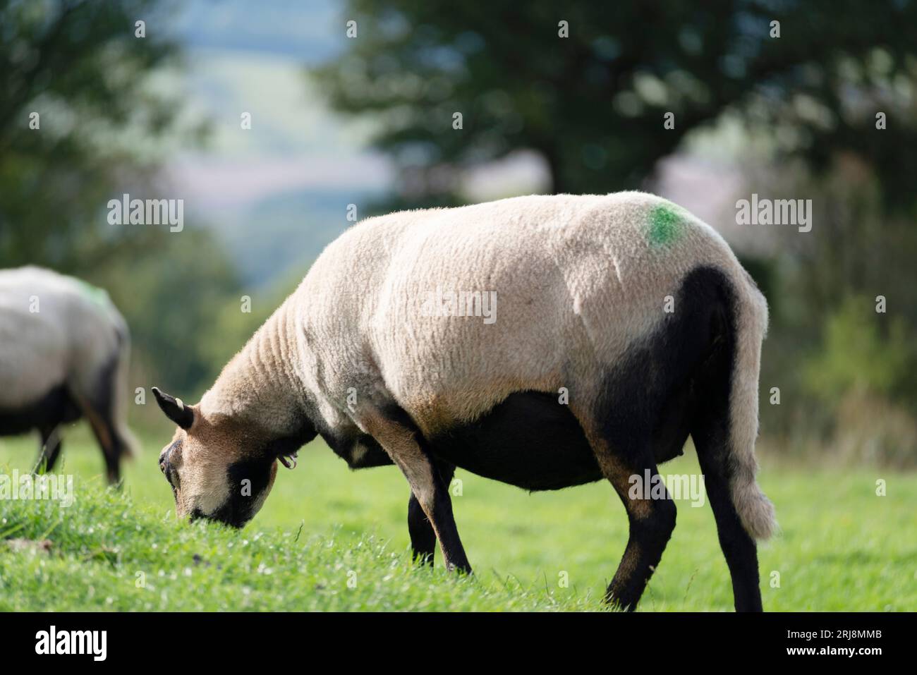 Mavverns hi-res stock photography and images - Alamy