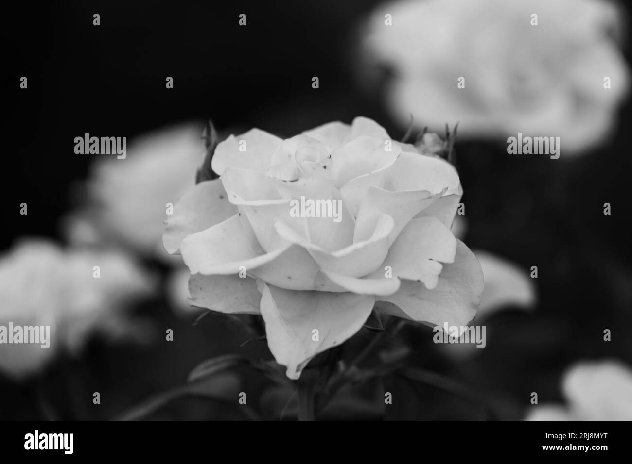 Close-up of roses in different colours, with water drops on petals, over green natural background Stock Photo