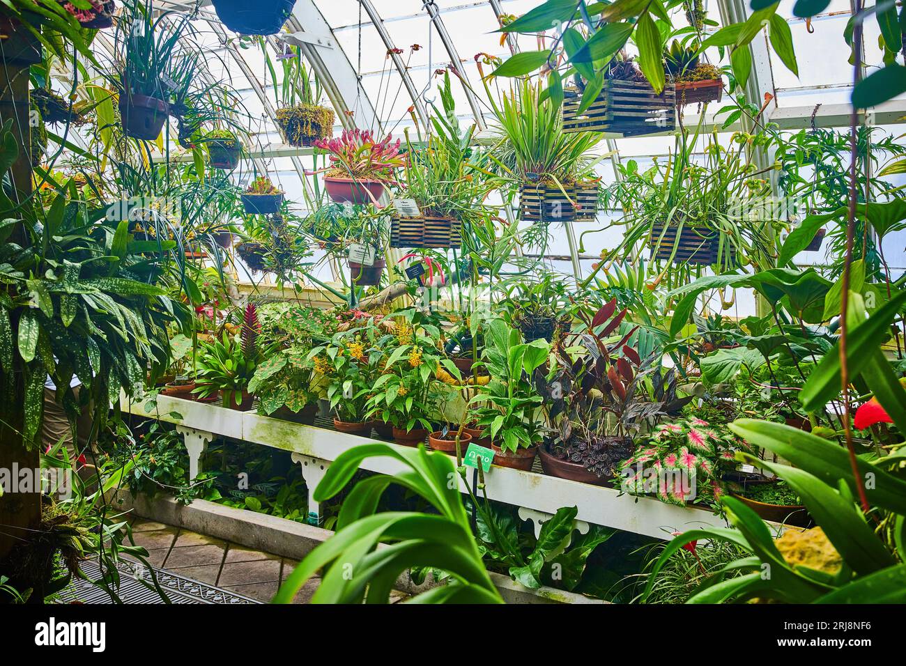 Conservatory house plants hi-res stock photography and images - Alamy