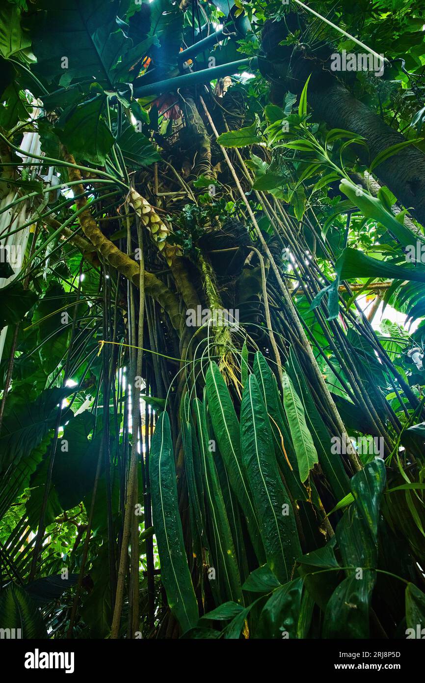 Dangling leaves on tall tree surrounded by a wall of other green leafy ...