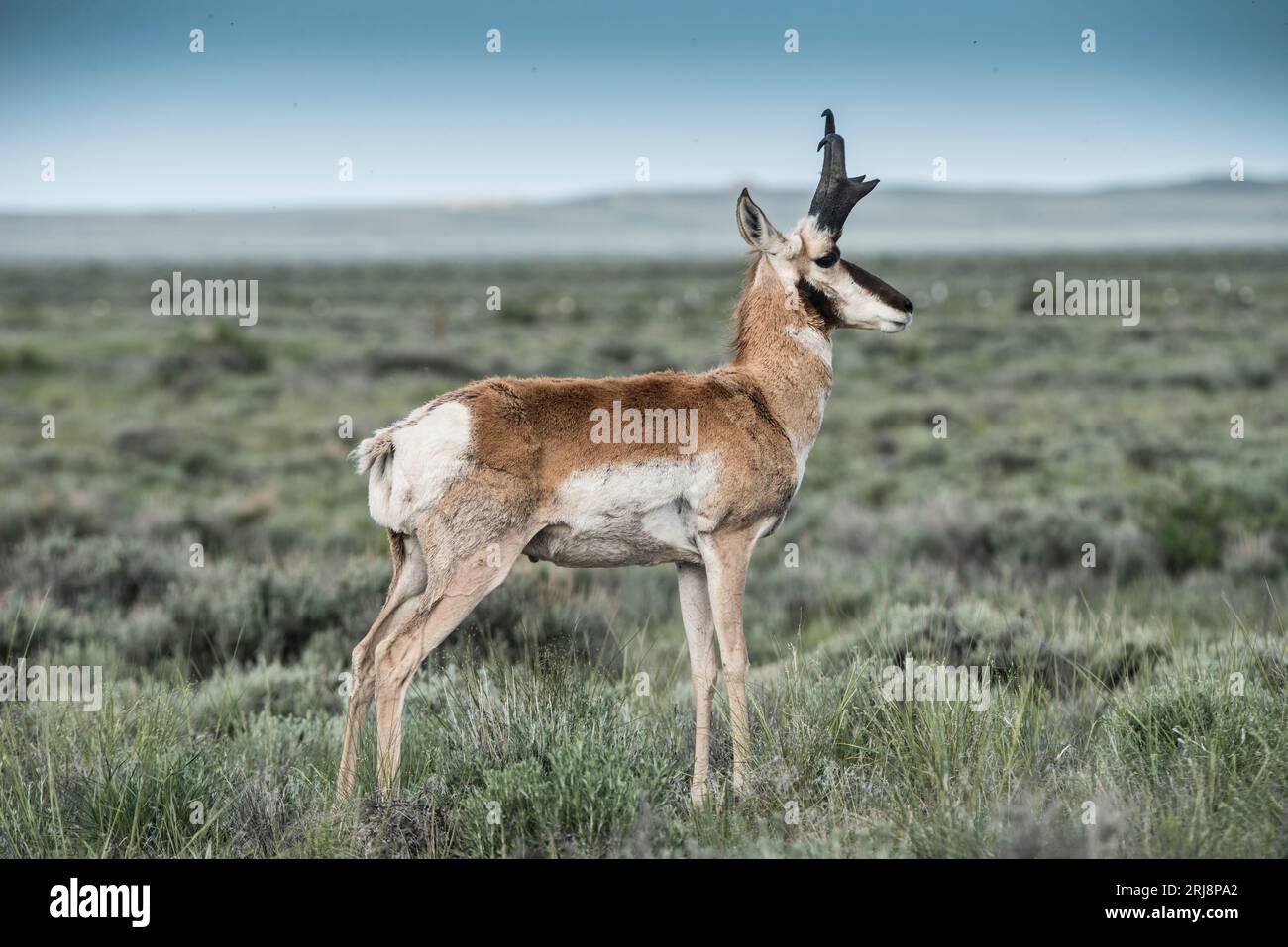 Wild Pronghorn Viewing Wyoming: Fastest Land Animal America