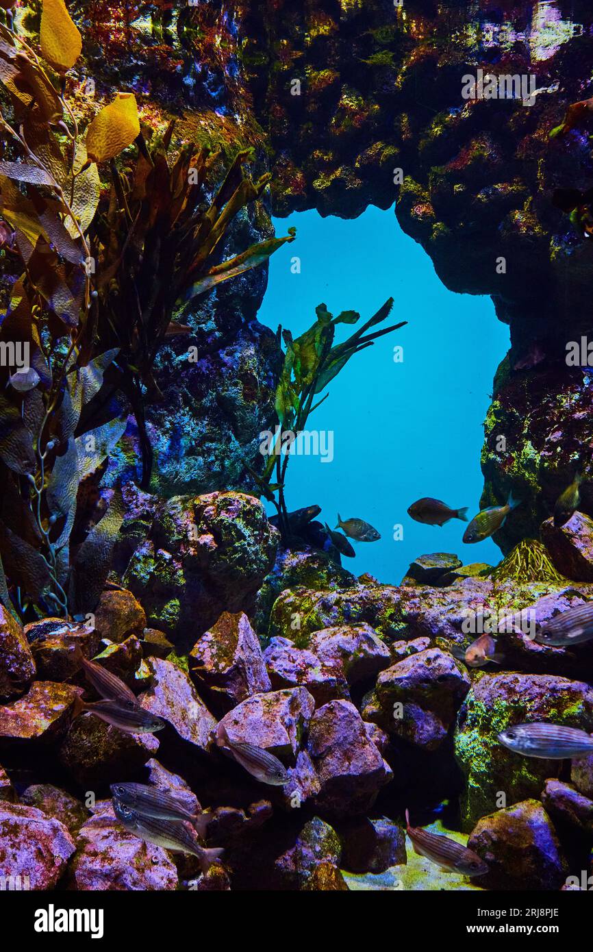 Fish tank aquarium rocks and plants hi-res stock photography and images ...